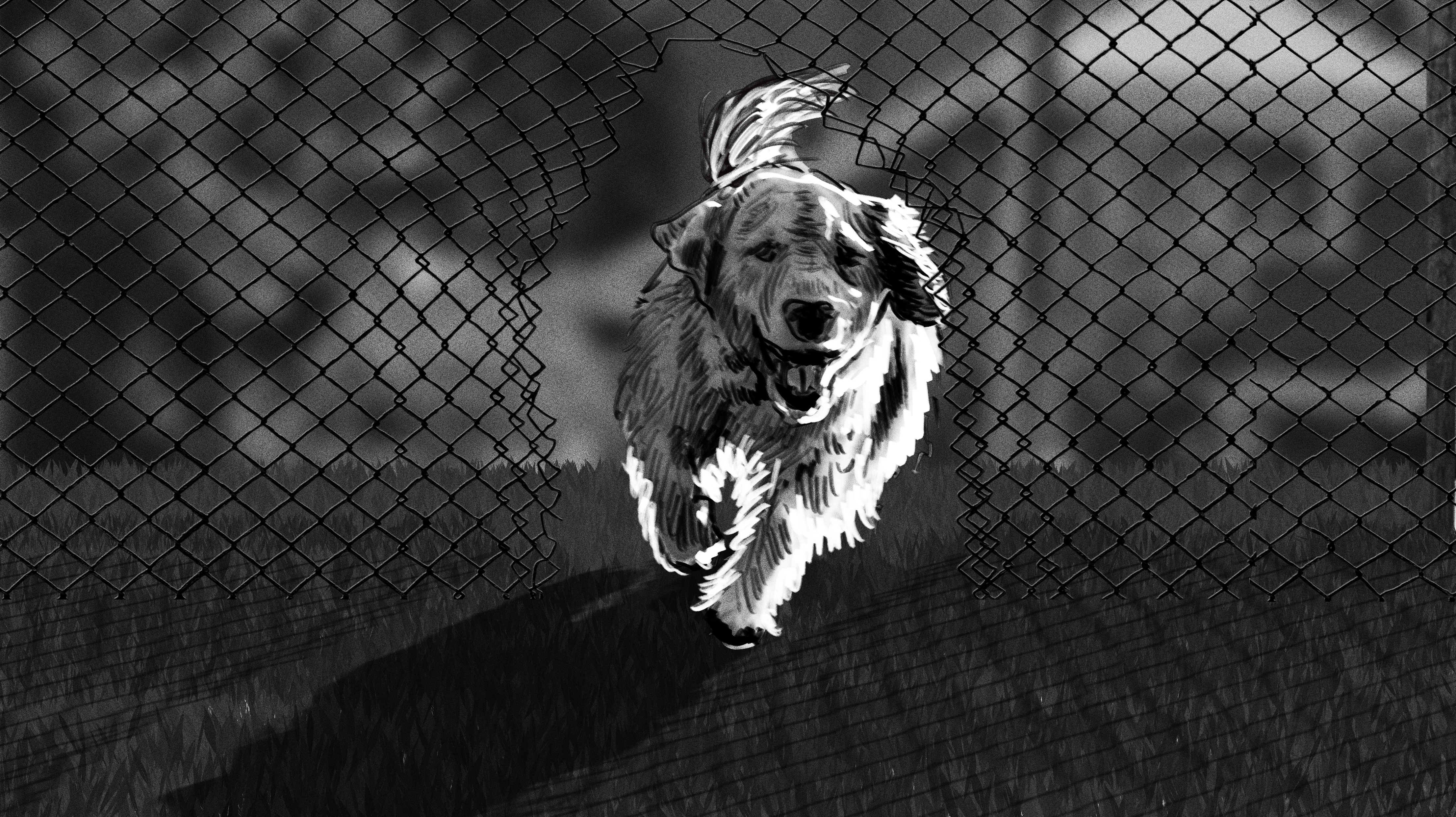 MDC_AMEX_OPTIMIZER_PUPPY_09_02