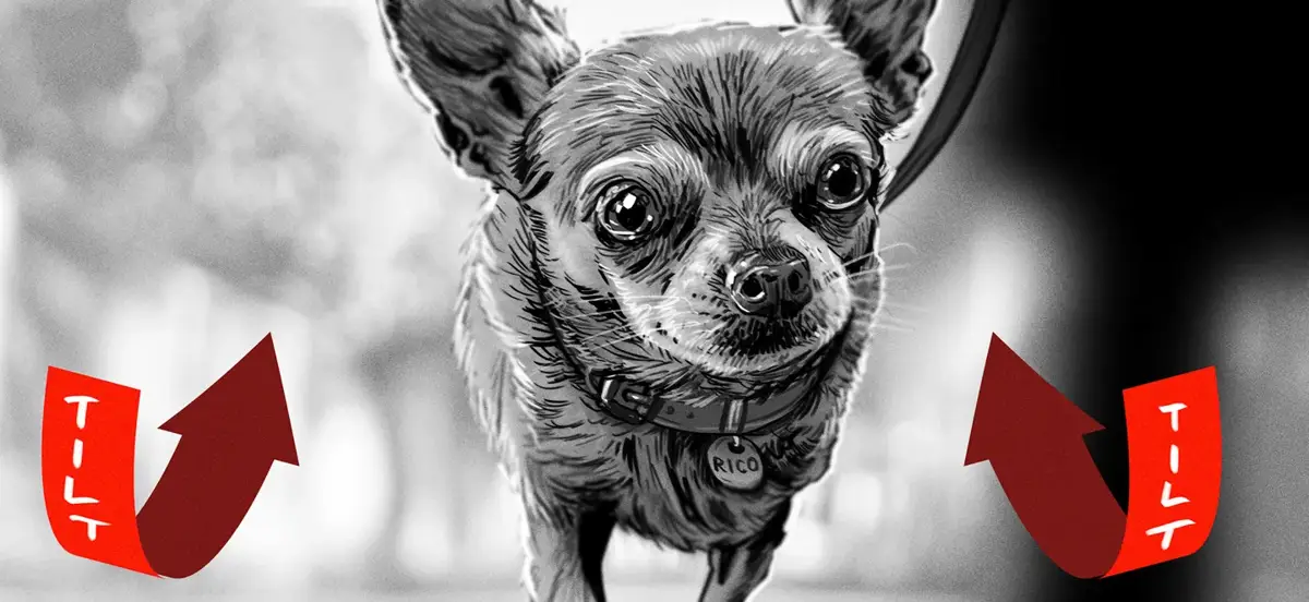 THE FARMER'S DOG — image 21
